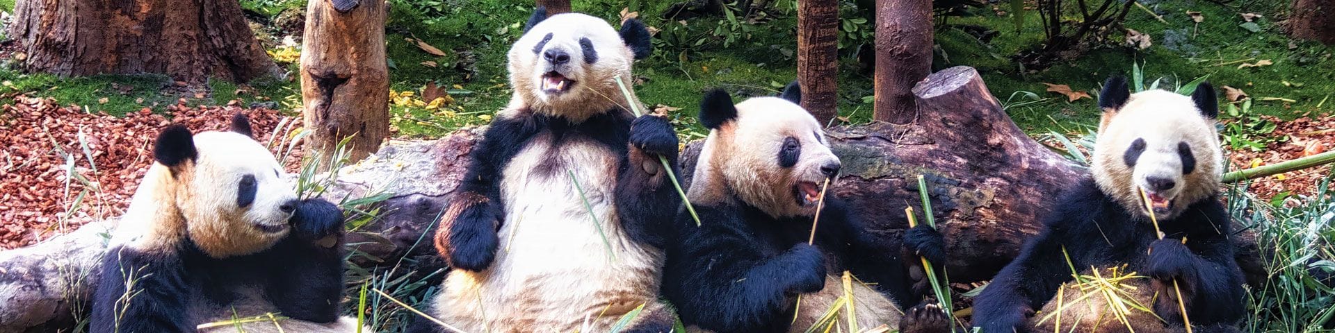 🇨🇳 Chengdu